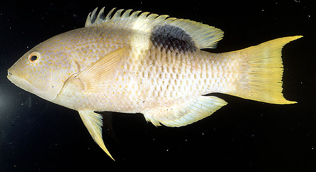 Bodianus perditio
