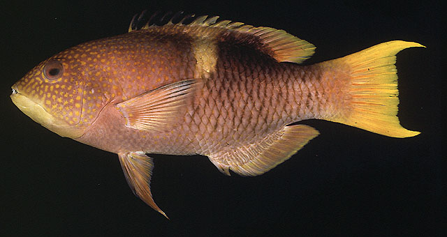 Bodianus perditio