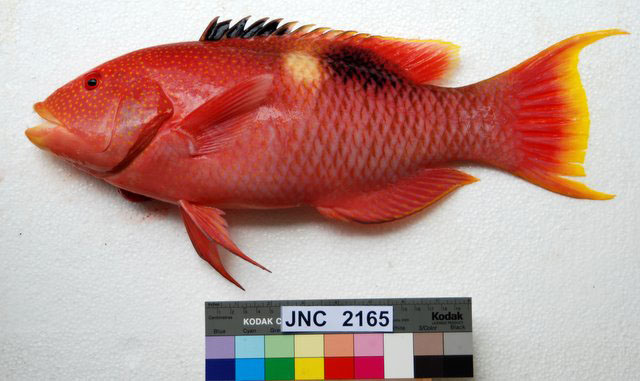 Bodianus perditio
