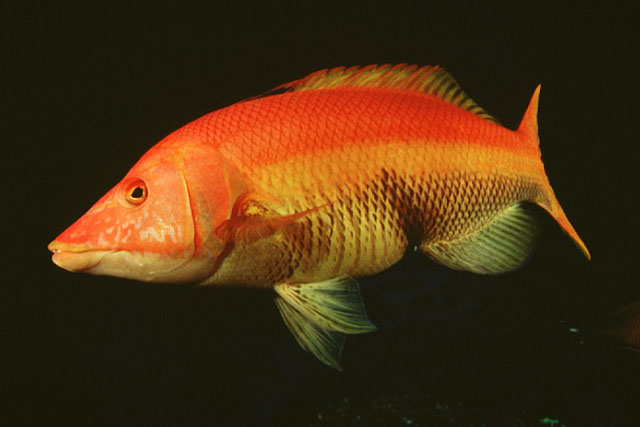 Bodianus scrofa