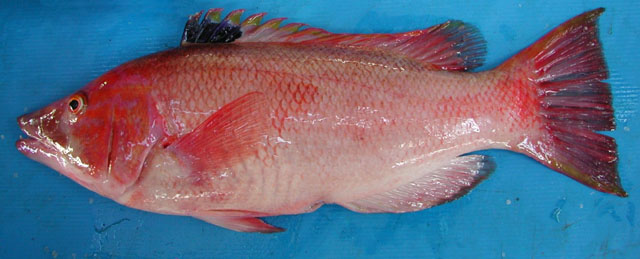 Bodianus scrofa
