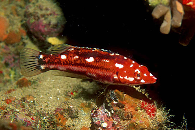Bodianus scrofa