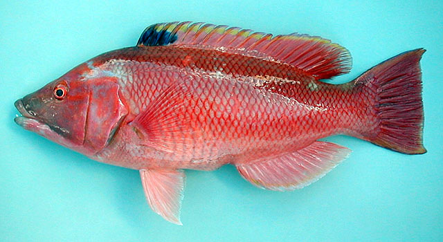 Bodianus scrofa