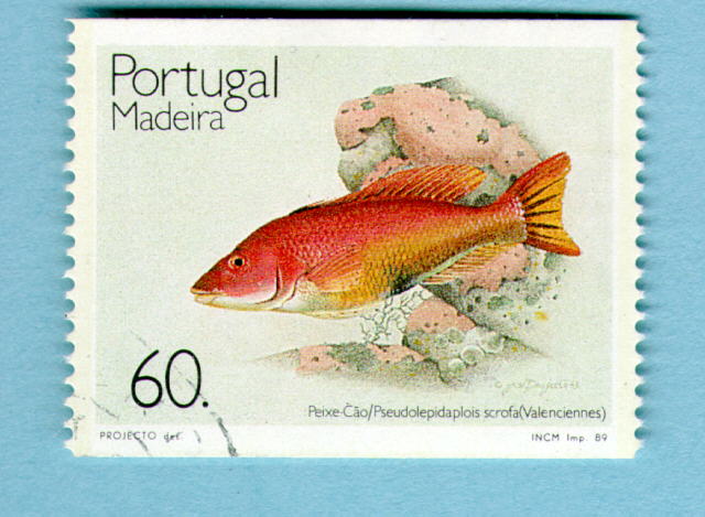 Bodianus scrofa