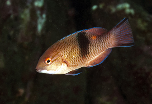 Bodianus speciosus