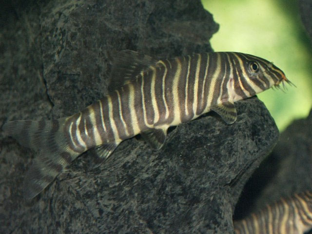 Botia striata