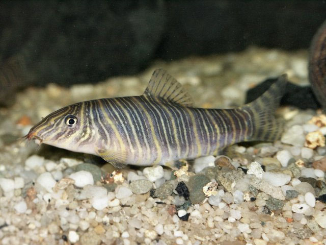 Botia striata