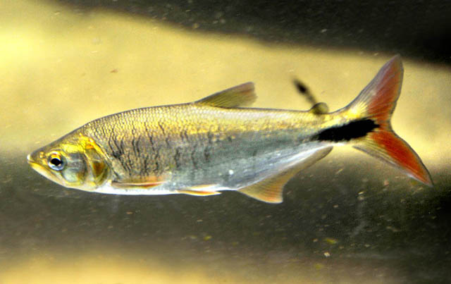 Brycon alburnus