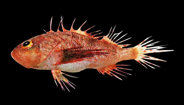 Brachypterois curvispina