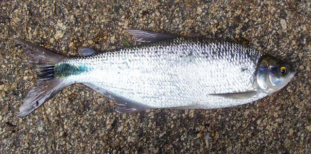Brycon rubricauda