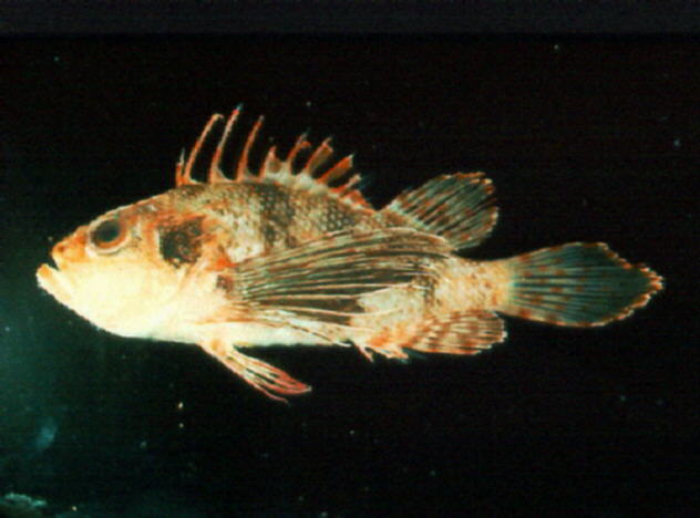 Brachypterois serrulata