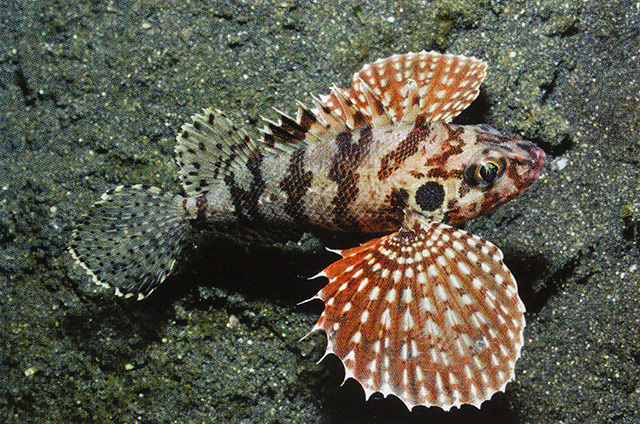 Brachypterois serrulata