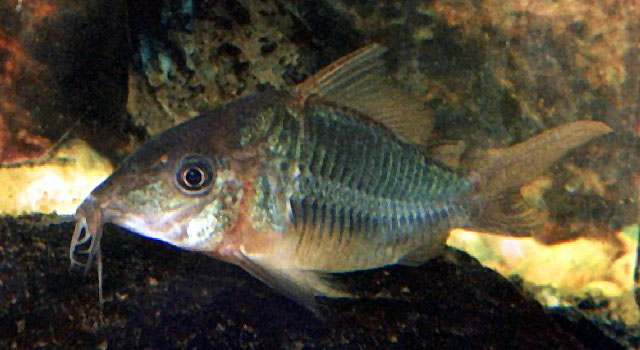 Corydoras splendens