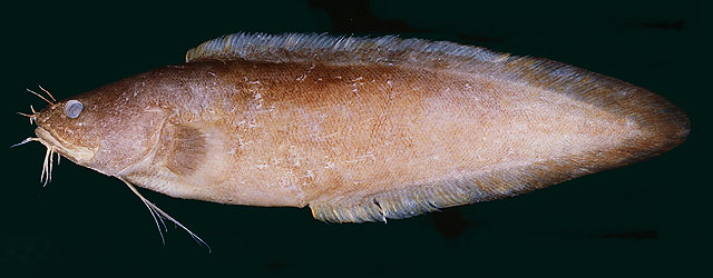 Brotula townsendi