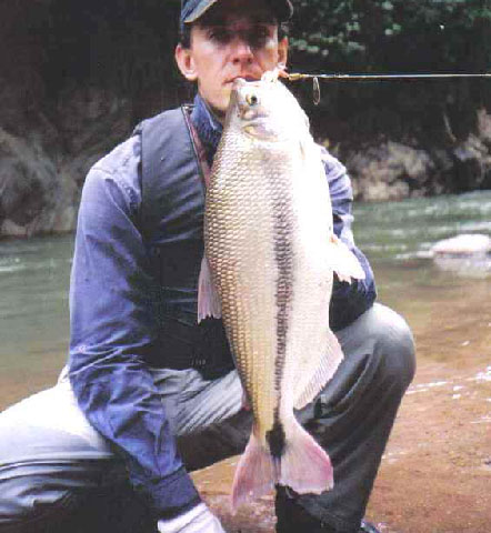 Brycon whitei