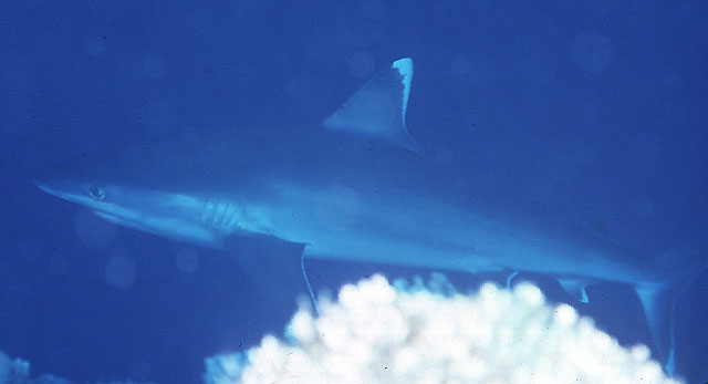 Carcharhinus albimarginatus