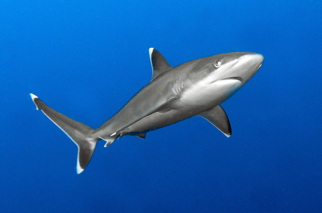 Carcharhinus albimarginatus