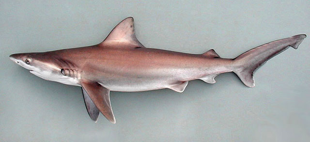 Carcharhinus altimus