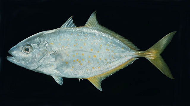 Carangoides bajad