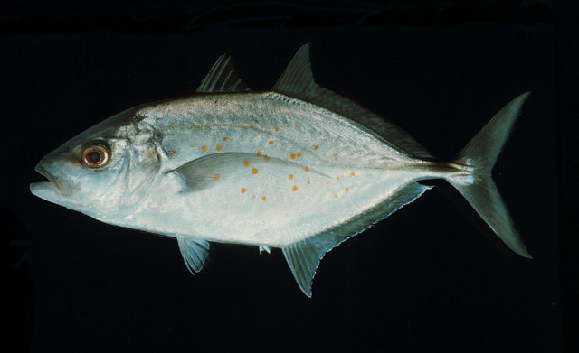 Carangoides bajad