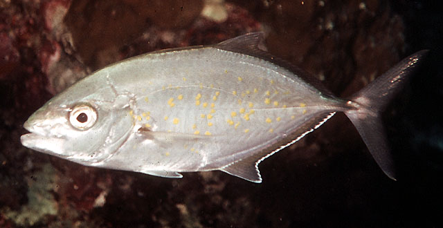 Carangoides bajad