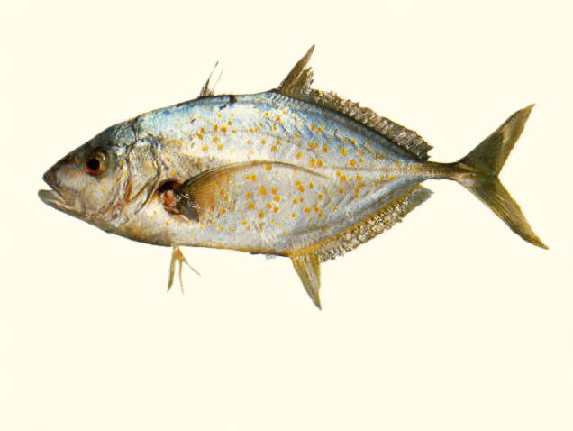 Carangoides bajad