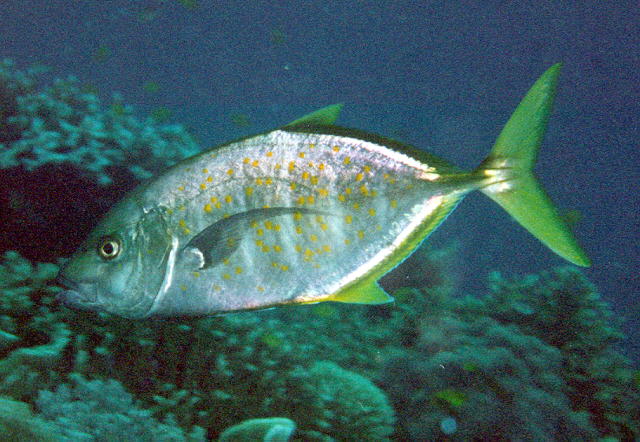 Carangoides bajad