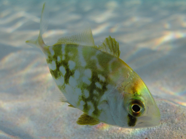 Carangoides bartholomaei