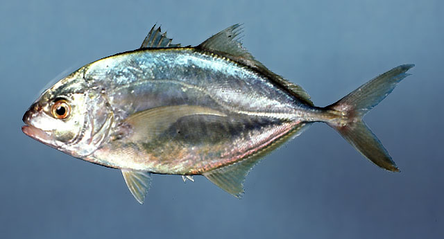 Carangoides bartholomaei