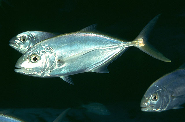 Carangoides bartholomaei