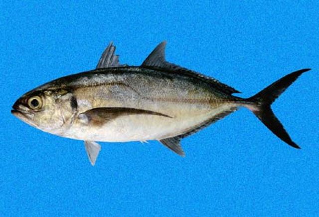 Caranx caballus