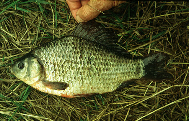 Carassius carassius