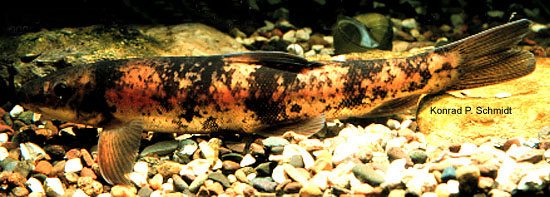 Catostomus catostomus