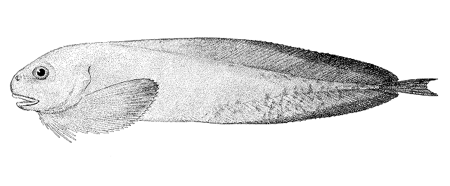 Careproctus cypselurus