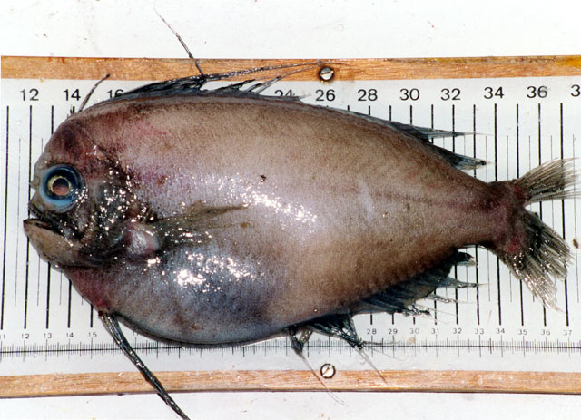 Caristius fasciatus