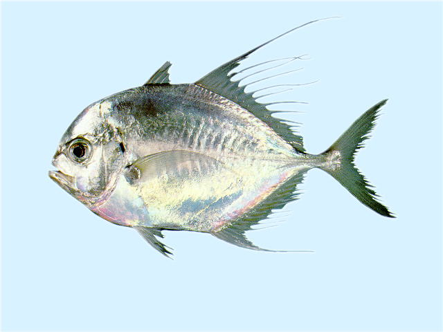 Carangoides hedlandensis