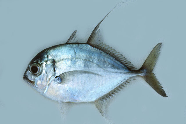 Carangoides hedlandensis