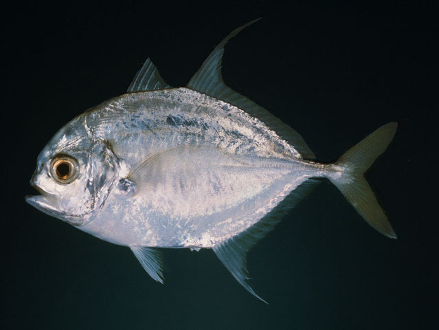 Carangoides hedlandensis