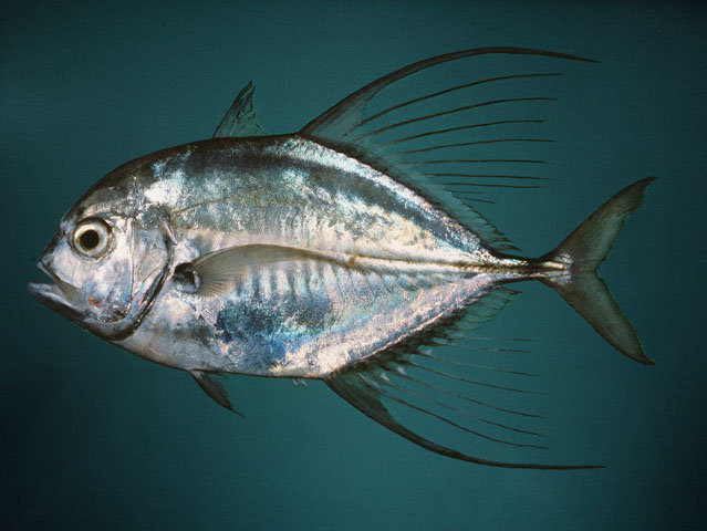 Carangoides hedlandensis