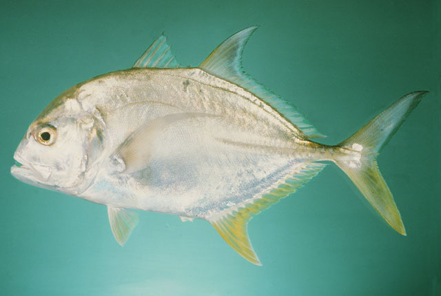 Caranx ignobilis