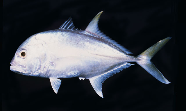 Caranx ignobilis