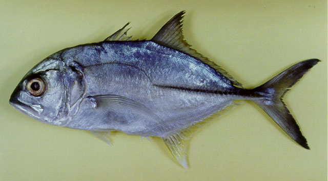 Caranx ignobilis