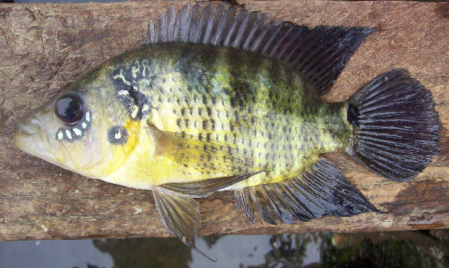 Caquetaia kraussii