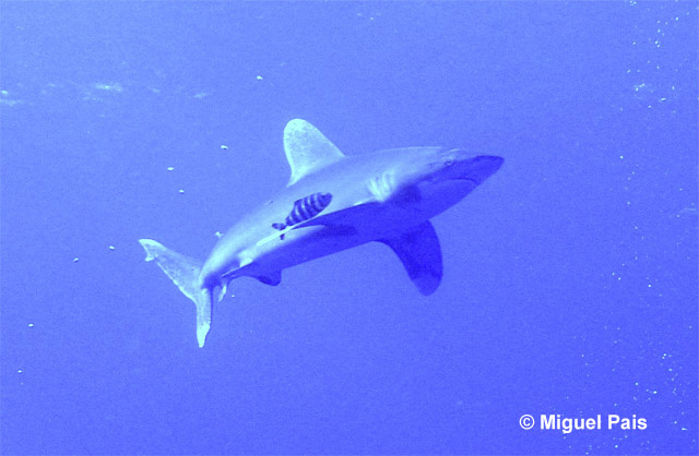 Carcharhinus longimanus