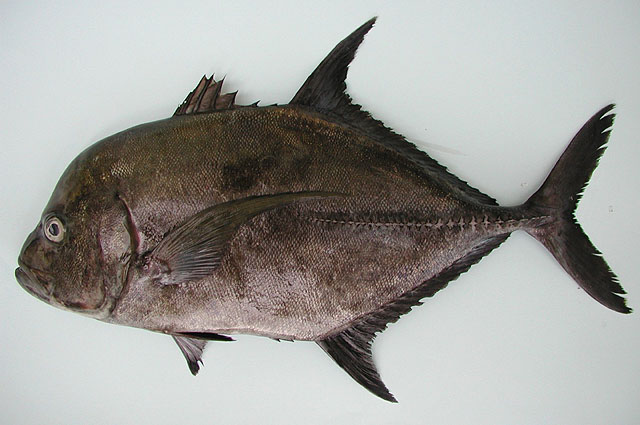 Caranx lugubris