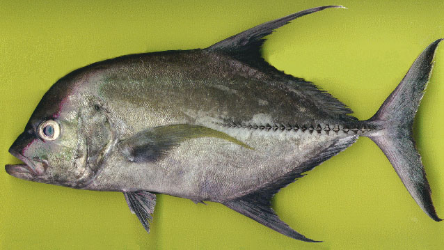 Caranx lugubris