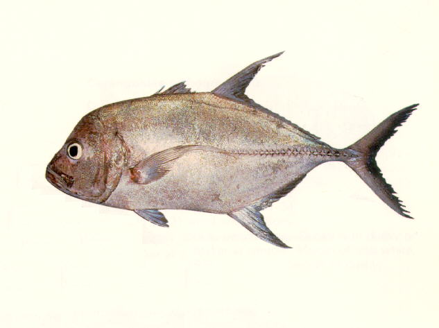 Caranx lugubris