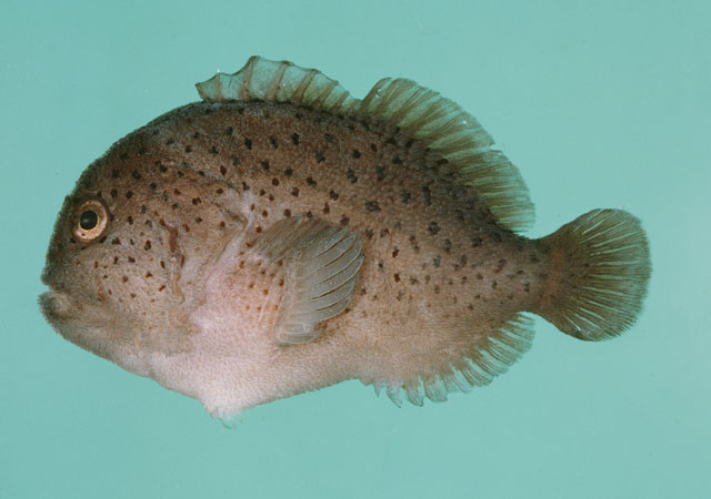 Caracanthus maculatus