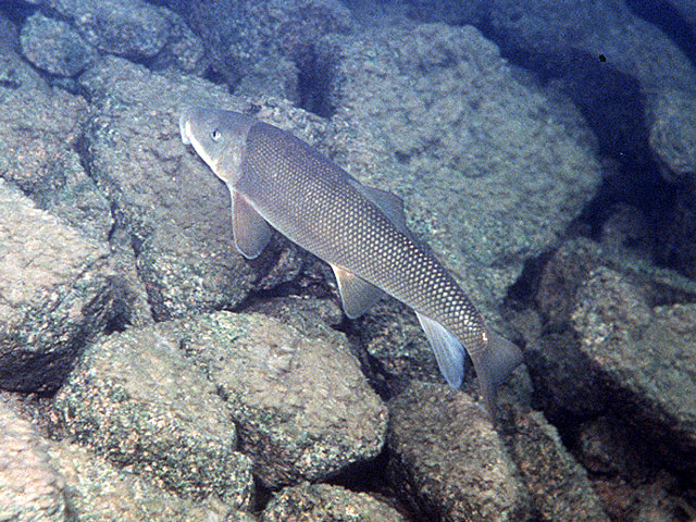 Catostomus macrocheilus