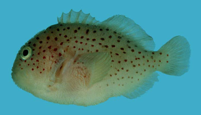 Caracanthus maculatus